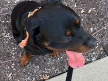 Rottweiler – male one year-old Rottweiler – Lewisville