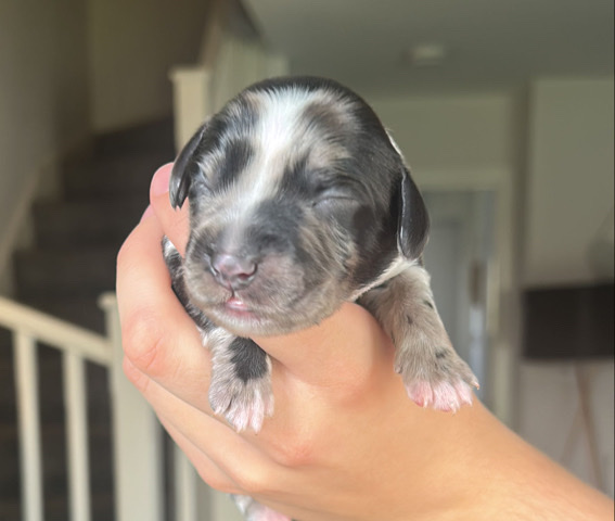 English Cocker Spaniel – working cocker spaniels