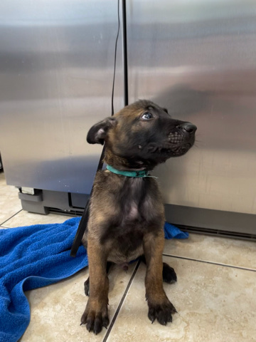 Belgian Shepherd Dog (Malinois) – Belgian Malinois