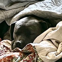 Need a new home URGENT