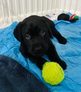 Labrador Retriever – labrador retriever