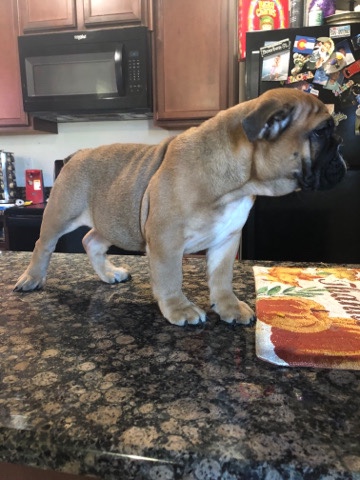 Olde English Bulldogge – English bulldog