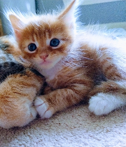 Maine Coon – Forever Home