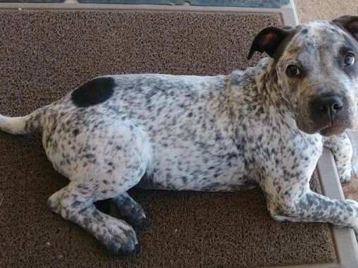 American Pit Bull Terrier – Blue nose pitbull aka Rocky – Jacksonville