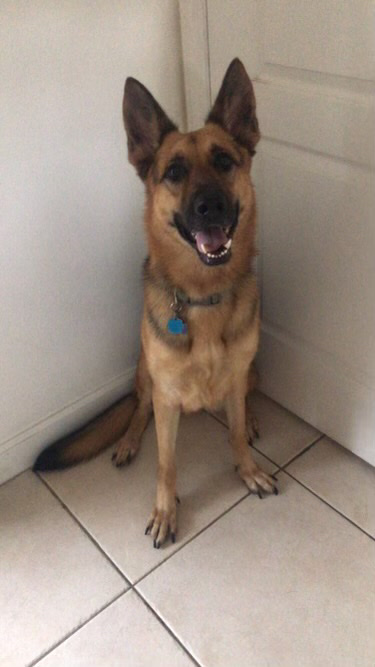 German Shepherd – Rehoming Female German Shepard