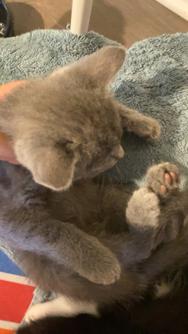 Persian (Modern) – Selling kittens