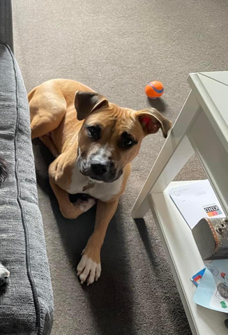 American Staffordshire Terrier – puppy