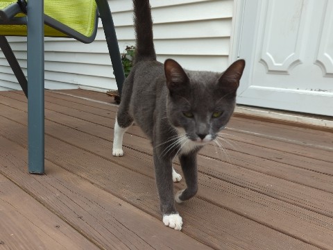 American Shorthair – Rehoming young cat