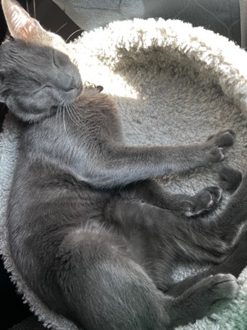 Russian Blue – Blue Russian Cat