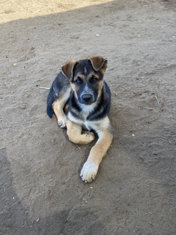 German Shepherd – needs a home ASAP!!