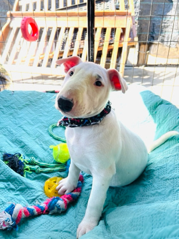 Bull Terrier – puppy bull terriers