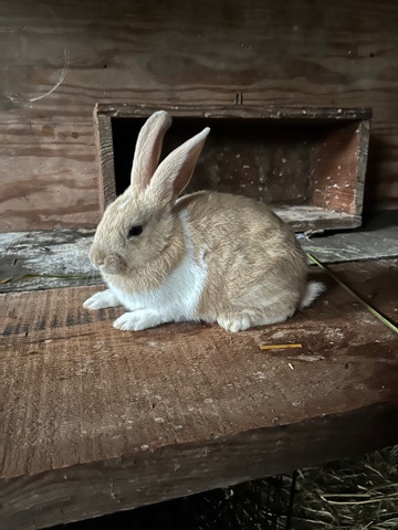 New Zealand – rabbit