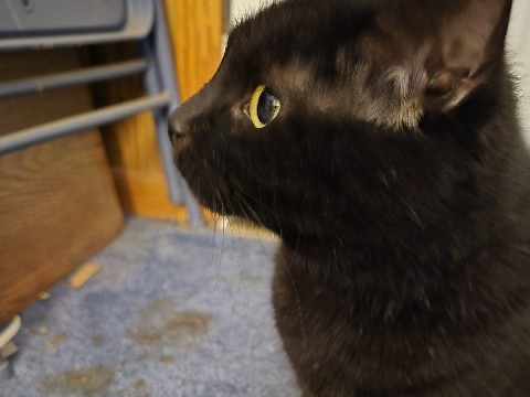American Shorthair – Friendly 4-Year-Old American Shorthair Cat in Canton – Canton