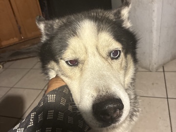 Siberian Husky – home needed for my beautiful baby 😭 – Chicago