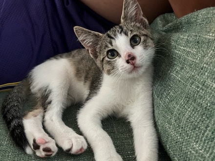 Free adoption for kitten! – Kāneʻohe