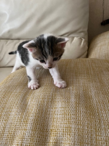 British Shorthair – Cute Kittens