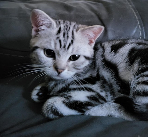 British Shorthair – GCCF Beautiful British shorthair