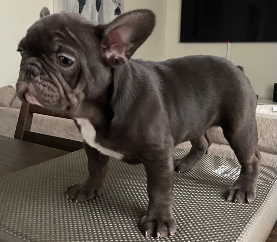 French bulldog chocolate puppy