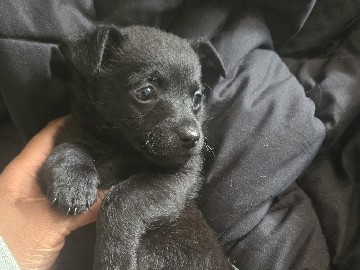 Chihuahua – Adorable Chihuahua x Shih Tzu Puppies for Sale – $700 – Pickering