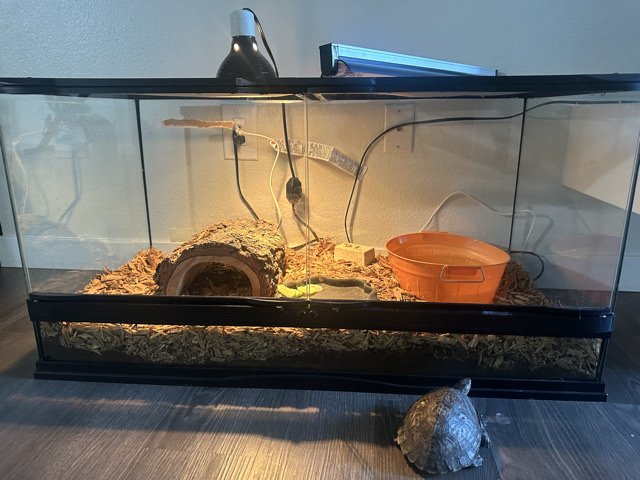 turtle – turtle