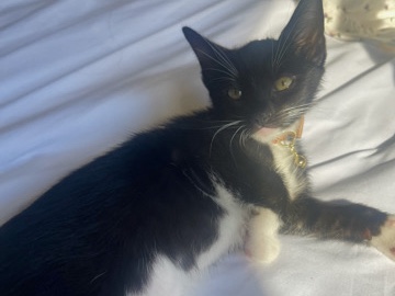 American Shorthair – Sweetest kitten Ever