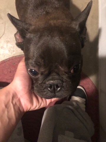French Bulldog – this is my french bulldog im looking to sell it now, she is a female and is all black just hit me up