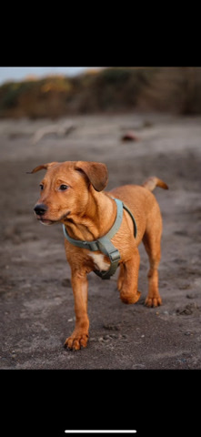 smokie needs a home !!