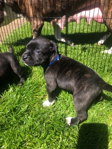 Staffordshire Bull Terrier – 4 Staffordshire bullterrier puppies for sale