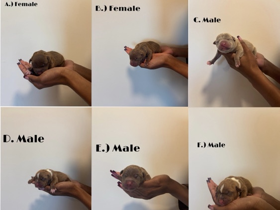 American Pit Bull Terrier – bully/pit puppies