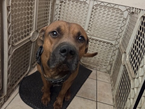 Boxer – Pitbull Boxer Rehoming – Glendale