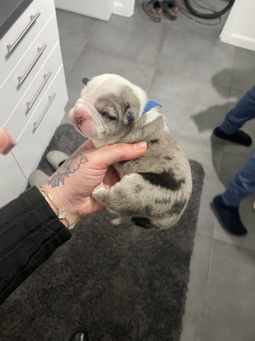 American Pit Bull Terrier – chunky pocket/bulldog puppy’s