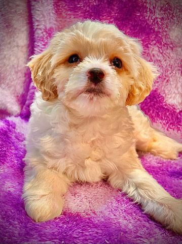 Shih Tzu – Pooshi pups (shihpoo/shitzupoo)