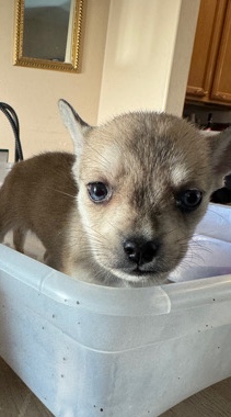 puppies for sell frenchies mixed frugs