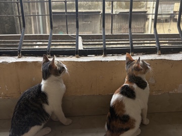 Asian – 4 kittens – Ulhasnagar