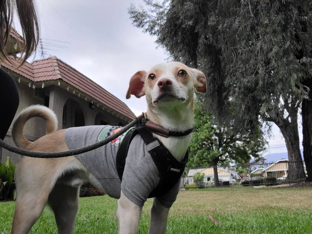 Chihuahua – Pepper