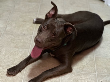 Labrador Retriever – chopper
