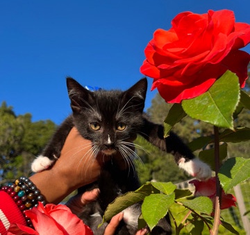 Runt (3month old male kitten, URGENT NEEDED)