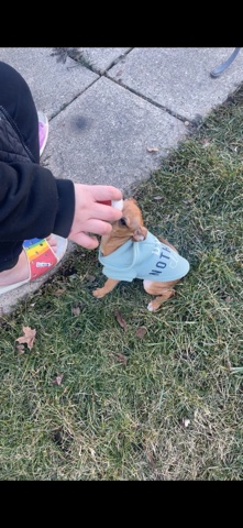 Chihuahua – chihuahua puppy for sale