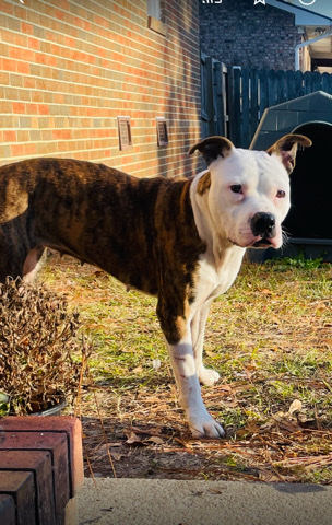 Boxer – princess