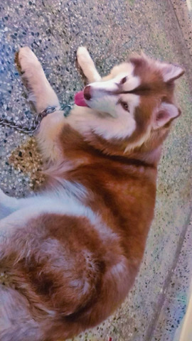 husky for sell