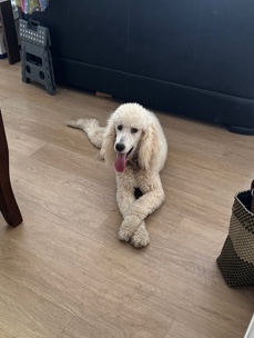 needs a loving home