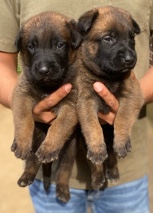 Belgian Shepherd Dog (Malinois) – Belgian Malinois