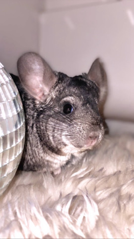 chinchilla – Swlling 2 Male Chinchillas with a cage