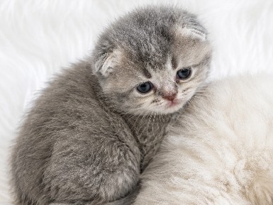 Scottish Fold – Scottish Fold – Anaheim
