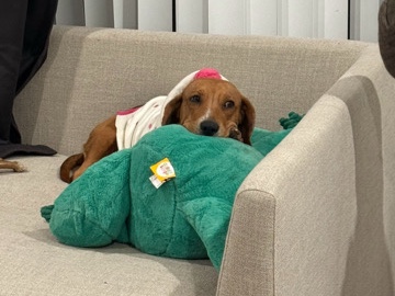 Beagle - female beagle available for adoption in Los Angeles