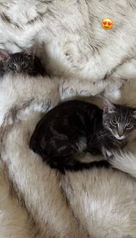 Russian White, Black and Tabby – two tabby cats
