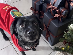 Border Collie - Layla is looking for a loving temporary/ permanent home. she is loving, playful, calm and quiet. 💕🐾 available for adoption in Miami
