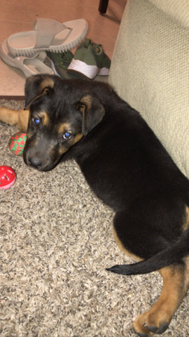 Rottweiler – Germen Rottweiler Puppy