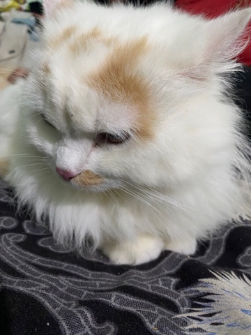 Persian (Modern) – Persian by colour