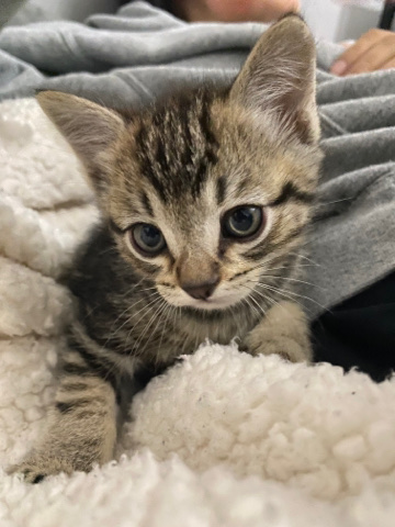 Suki Needs A Loving Home